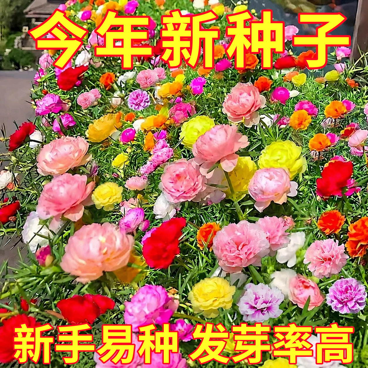 重瓣太阳花种孑花种籽子多色大花四季播种易活室内外观花卉植物苗