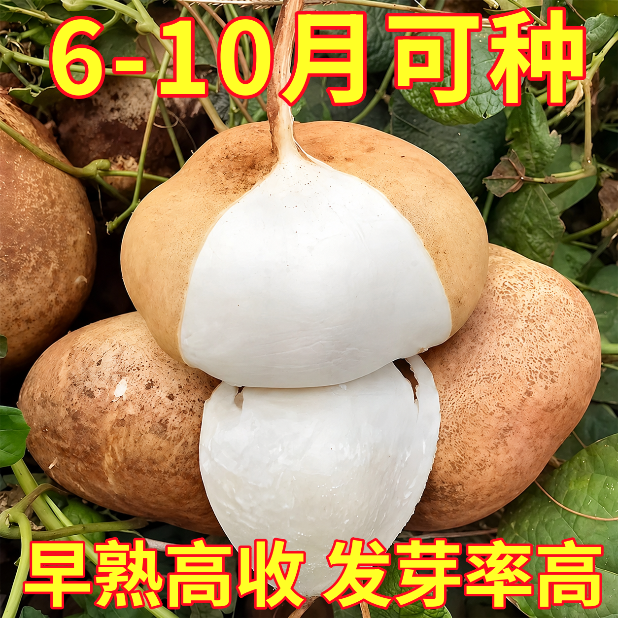 牧马山凉薯种子水果地瓜种籽特大白瓤香甜早熟沙葛土瓜春夏瓜果籽