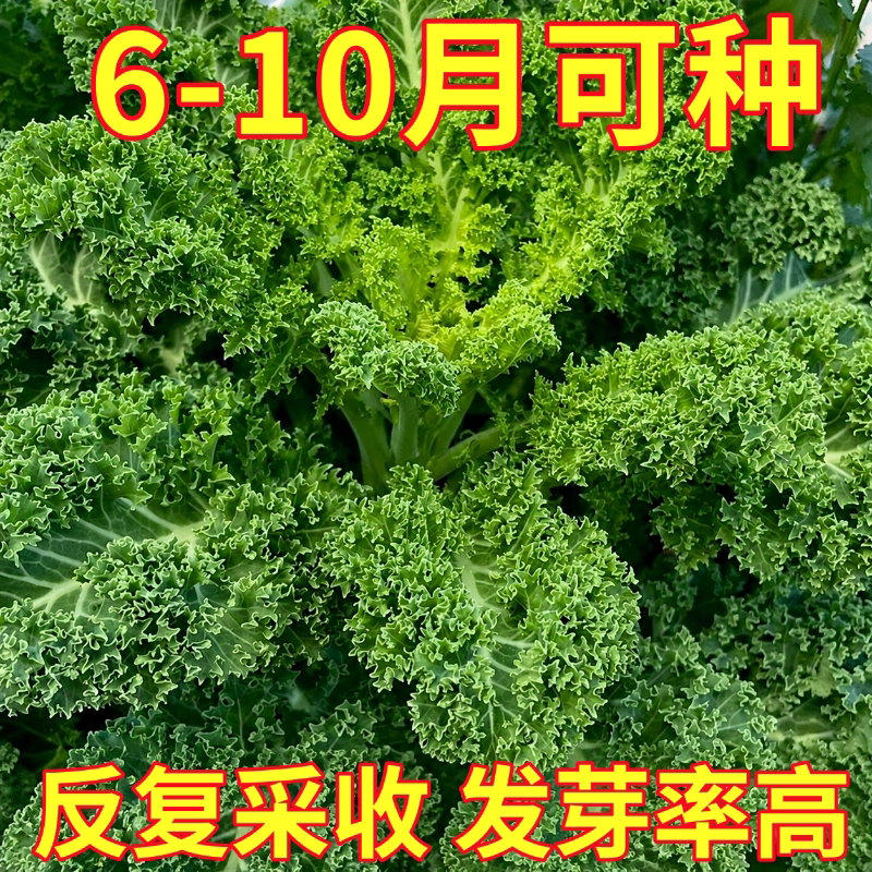 羽衣甘蓝种孑种子紫色蔬菜种籽四季食用耐寒盆栽阳台羽衣甘蓝菜籽