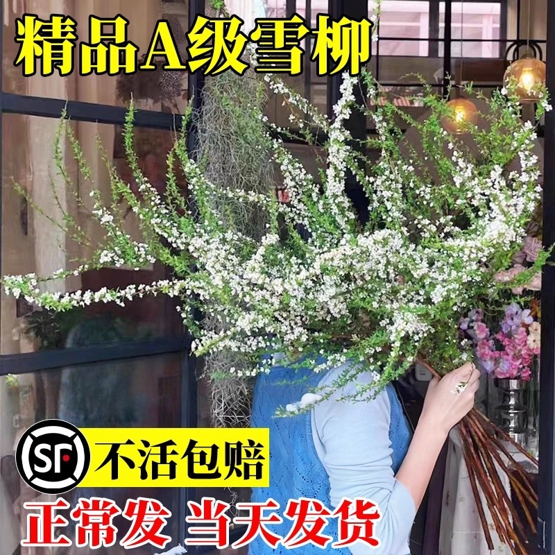 雪柳干枝鲜枝水养插花水培植物鲜花卉室内盆栽带花苞绿植龙柳好活