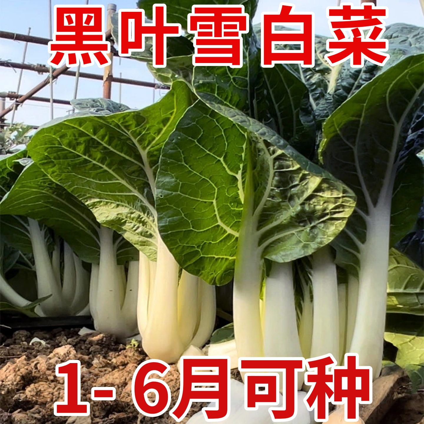 黑叶雪白菜种子奶油白菜种苗矮脚小白菜天池奶白菜阳台种植蔬菜籽,鲜花速递/花卉仿真/绿植园艺,种苗/半成品盆栽,淘宝优惠券,粉丝福利购,淘宝优惠卷