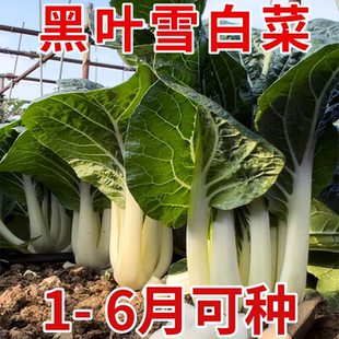 黑叶雪白菜种子奶油白菜种苗矮脚小白菜天池奶白菜阳台种植蔬菜籽