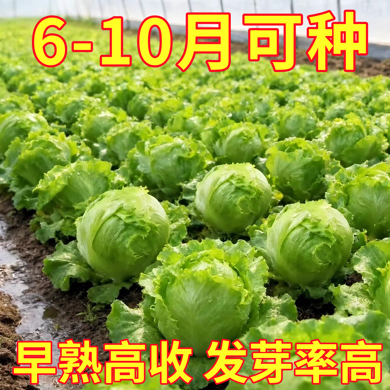结球生菜种子包心卷心生菜种籽孑阳台庭院盆栽田园蔬菜四季易种