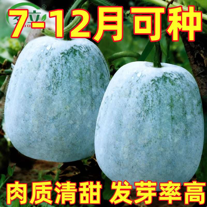 一串铃小冬瓜种子冬瓜种籽蔬菜孑四季阳台迷你盆栽苗香芋春天东瓜