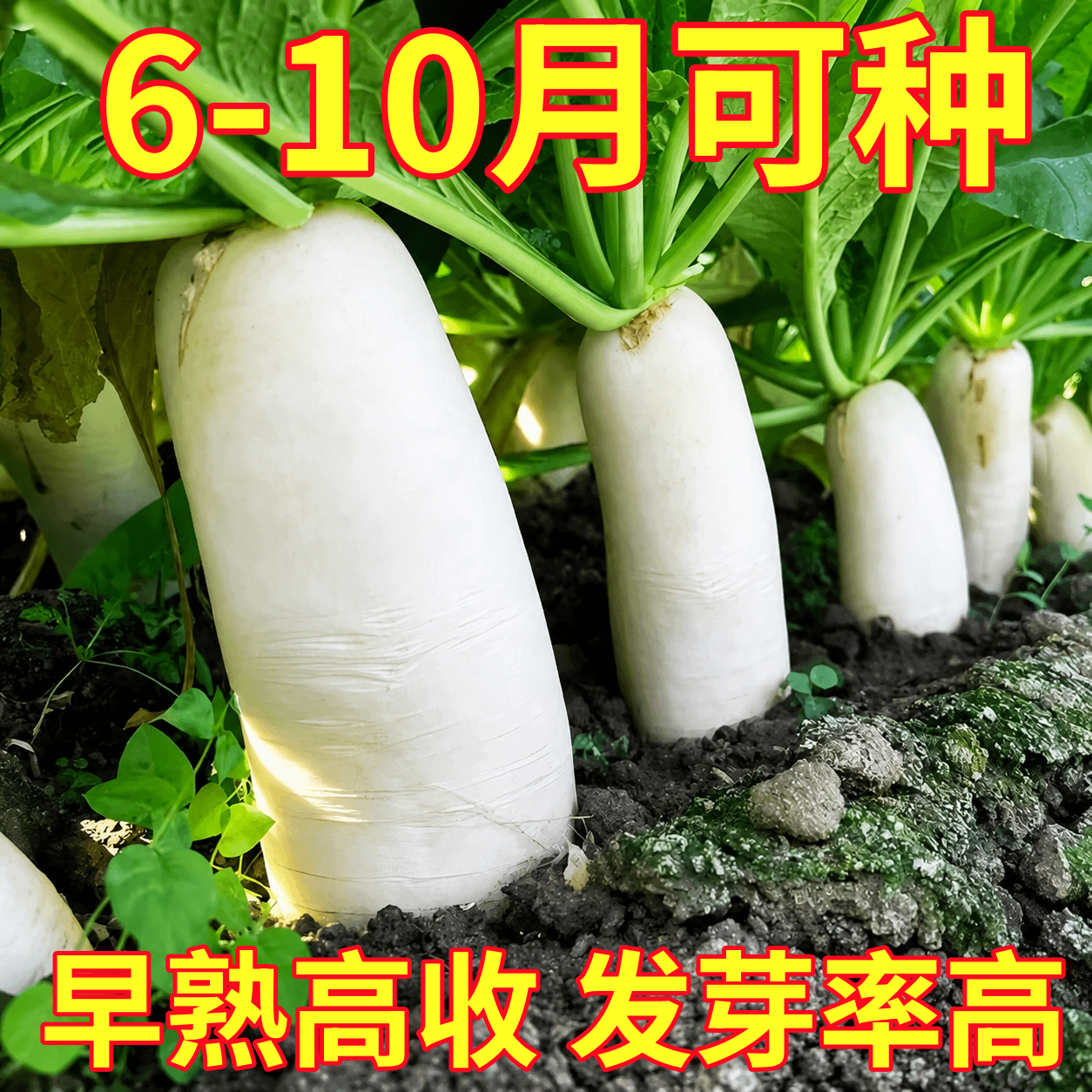 夏白玉抗热40天白萝卜种子不易糠心嫩脆萝卜种籽农家田园蔬菜种孑