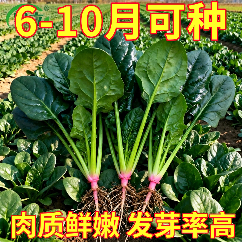 大叶菠菜种子四季蔬菜冬季籽种寒耐热阳台盆栽易种波菜孑蔬菜籽子