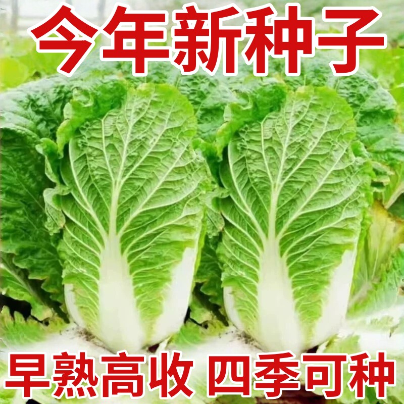 夏天抗热夏阳大白菜种子耐热50天小院四季蔬菜春夏播耐寒白菜种籽