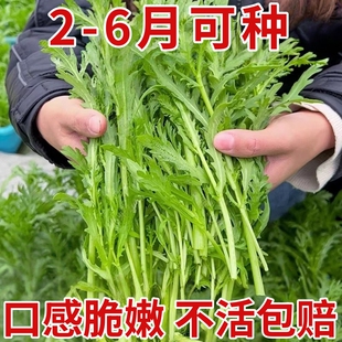 小叶茼蒿种子皇帝菜种籽光杆蒿子秆四季播阳台盆栽庭院蔬菜种子