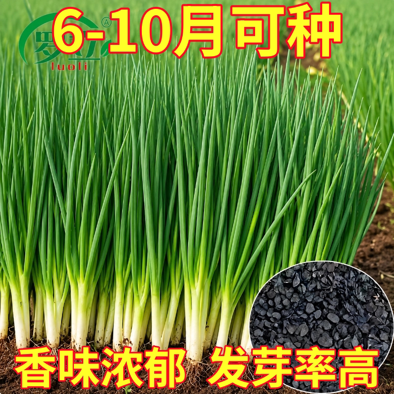 四季小香葱种子庭院阳台盆栽小葱种籽蔬菜种子四季播易种农家菜园