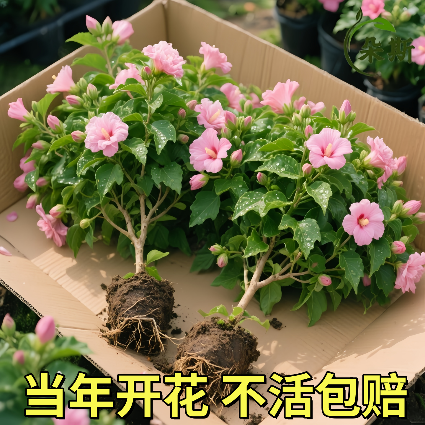 丹麦木槿重瓣耐寒扶桑花木槿花进口花苗盆栽绿植单瓣阳台室内开花