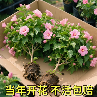 丹麦木槿重瓣耐寒扶桑花木槿花进口花苗盆栽绿植单瓣阳台室内开花