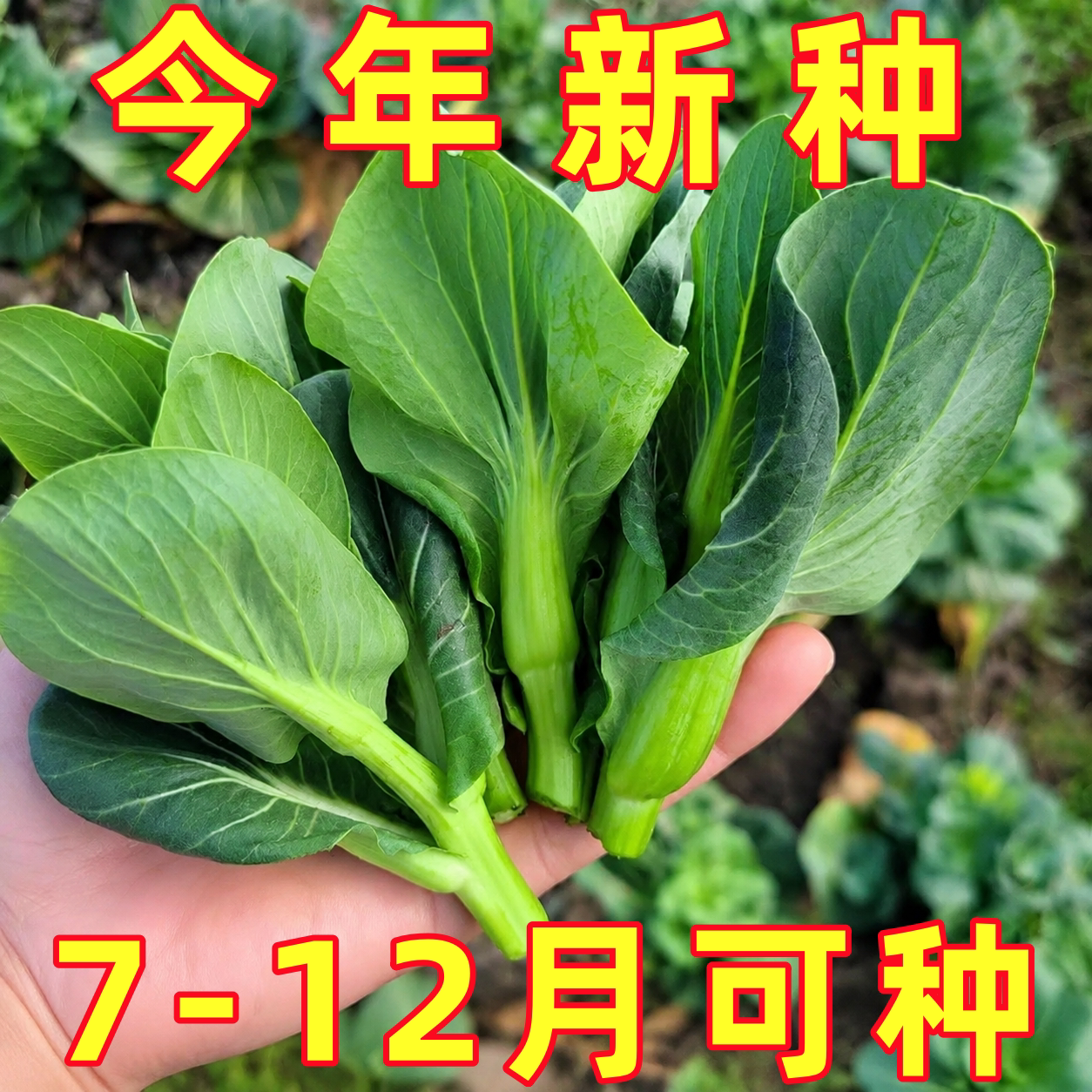 青菜苔种子速生四季早熟奶油白菜台种籽四九菜心蔬菜种植阳台庭院