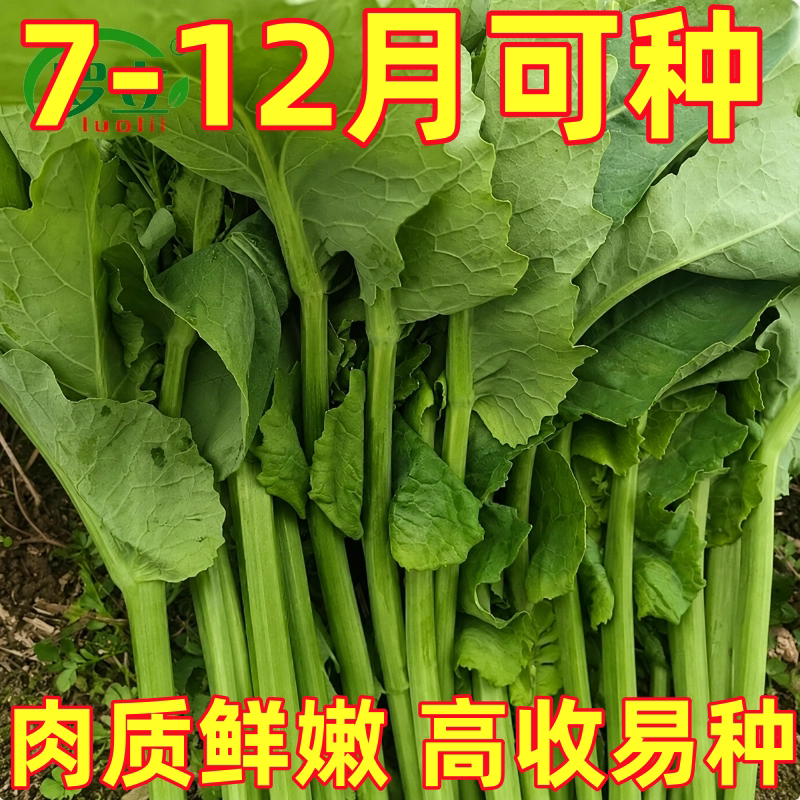 板蓝根种子青菜阳台盆栽板蓝根春秋菜心夏秋四季种植阳台蔬菜种孑