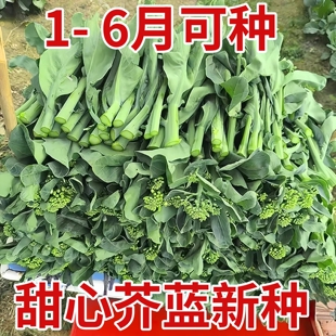 四季高产甜心芥蓝蔬菜种子耐寒耐热阳台种植秧苗绿芥兰农家菜种籽