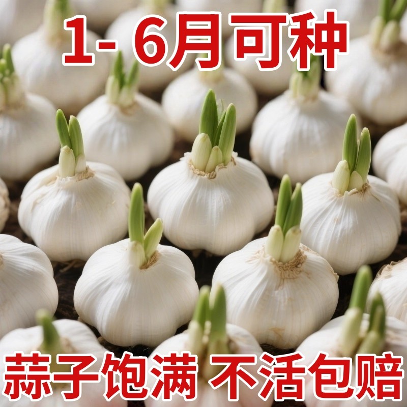 正宗大蒜种子种籽紫皮宽叶蒜农家红根蒜苗种四季种植蒜苔盆栽蔬菜,鲜花速递/花卉仿真/绿植园艺,种苗/半成品盆栽,淘宝优惠券,粉丝福利购,淘宝优惠卷
