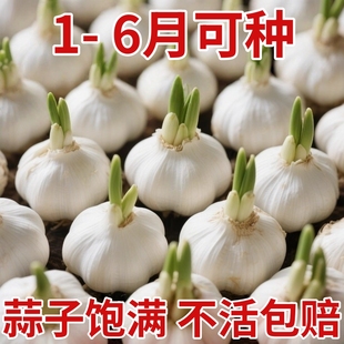 正宗大蒜种子种籽紫皮宽叶蒜农家红根蒜苗种四季种植蒜苔盆栽蔬菜