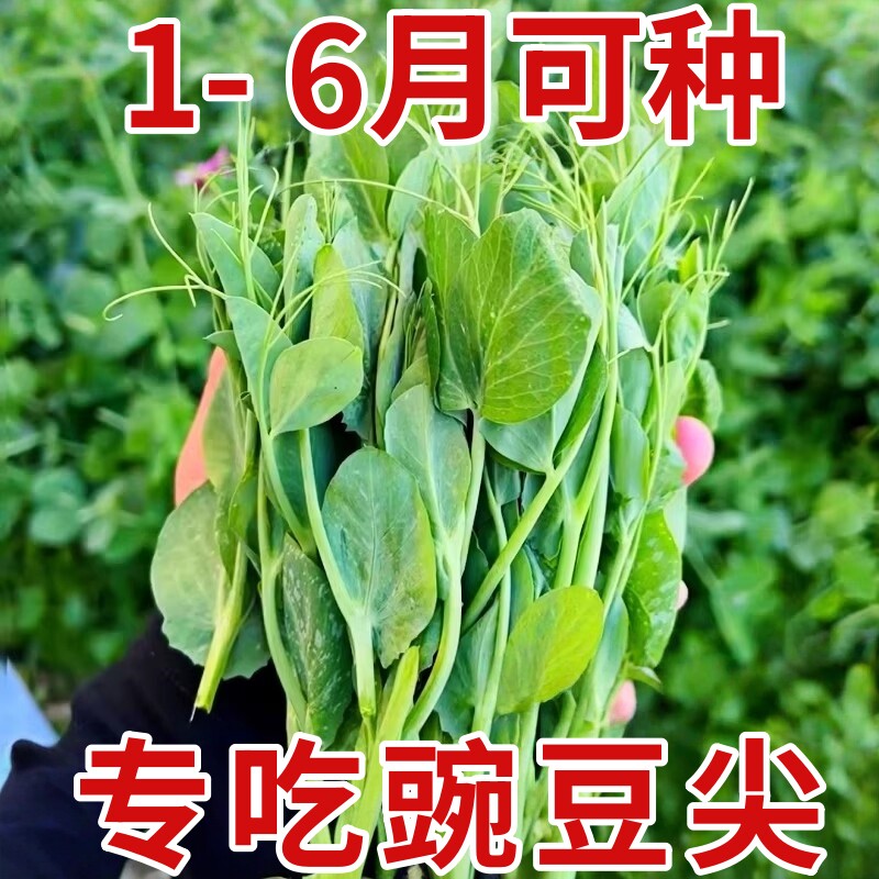 豌豆种子四川无须豌豆尖种籽专吃豌豆苗四季甜豌豆荷兰豆蔬菜种孑
