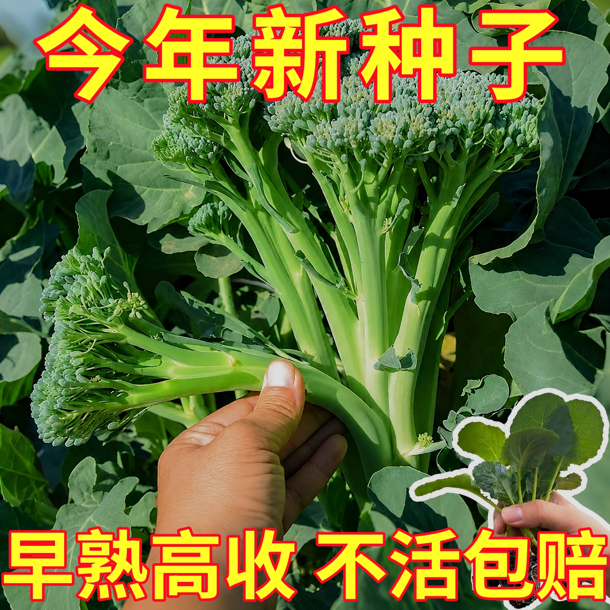 甜脆好吃西兰苔苗秧芥蓝西兰花松花菜种子四季盆栽阳台高产蔬菜苗