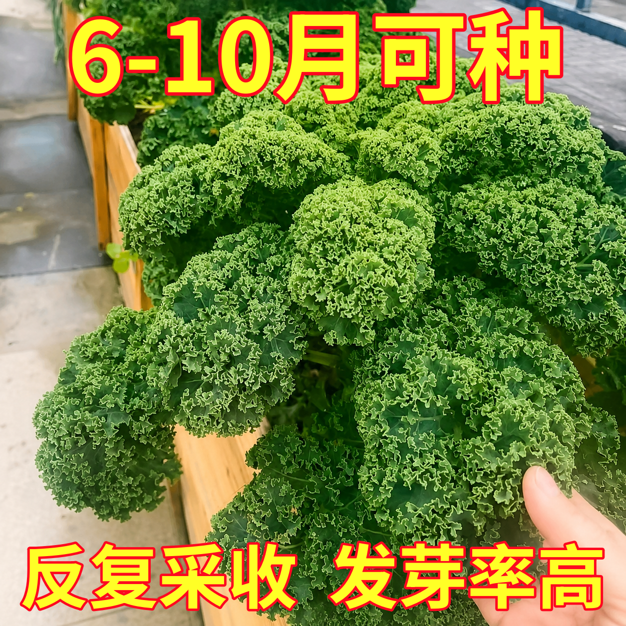 羽衣甘蓝种子四季家庭阳台盆栽蔬菜种籽耐热耐寒特色皱叶甘蓝籽种