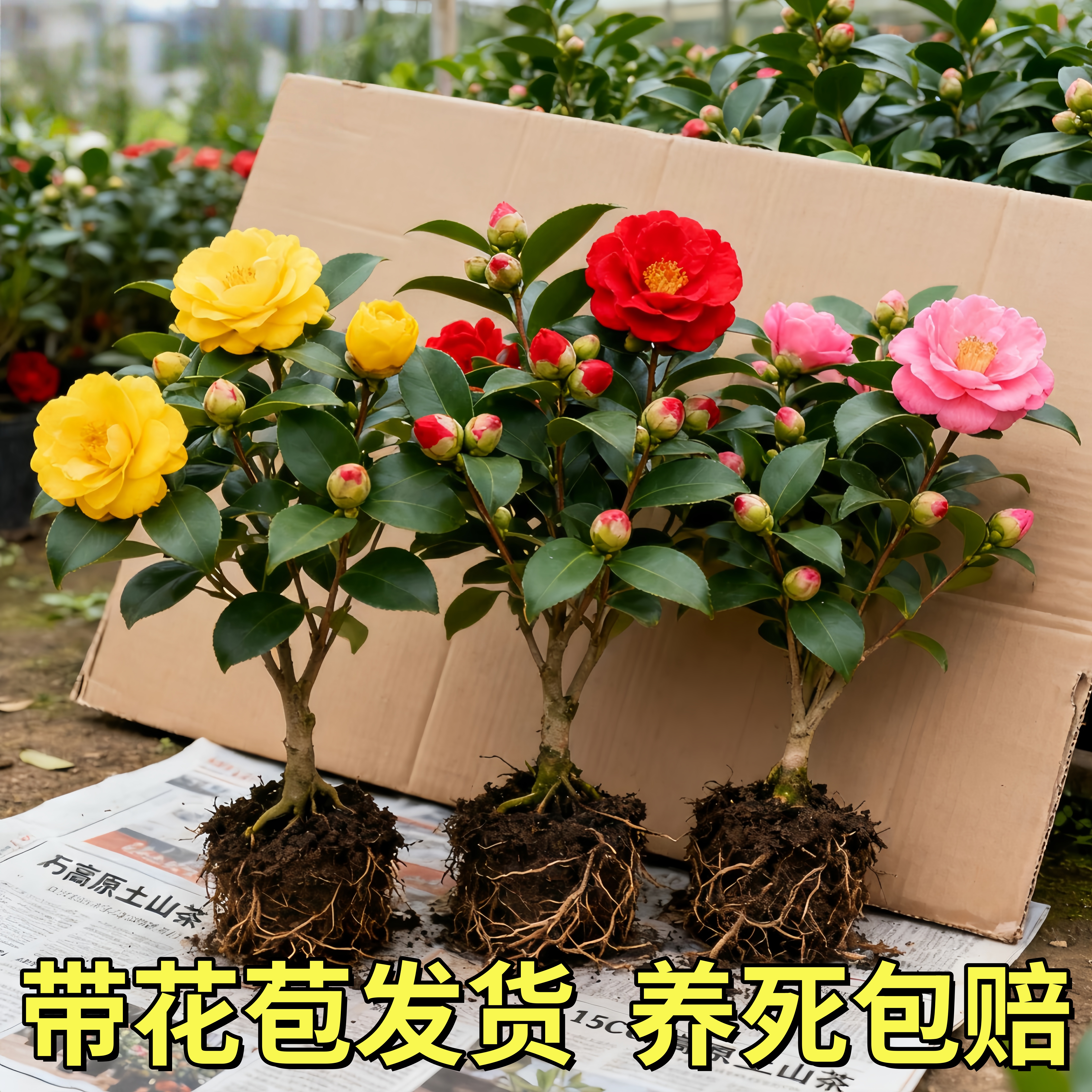 香妃茶花盆栽带花苞山茶树苗室内庭院花卉绿植好养活四季花卉植物