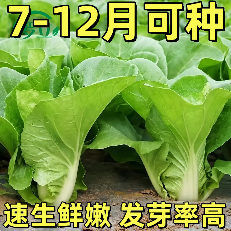 四季奶油快菜种子种籽小白菜蔬菜青菜菜种孑子籽种大全白莱快菜种