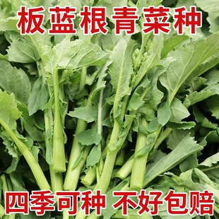 板蓝根青菜苔种子甜脆菜苔籽种农家菜园板蓝根小青菜四季蔬菜种孑