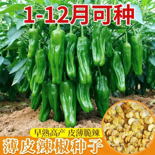 薄皮椒种子青椒不辣四季播蔬菜种子大全大田阳台可盆栽泡辣椒种子