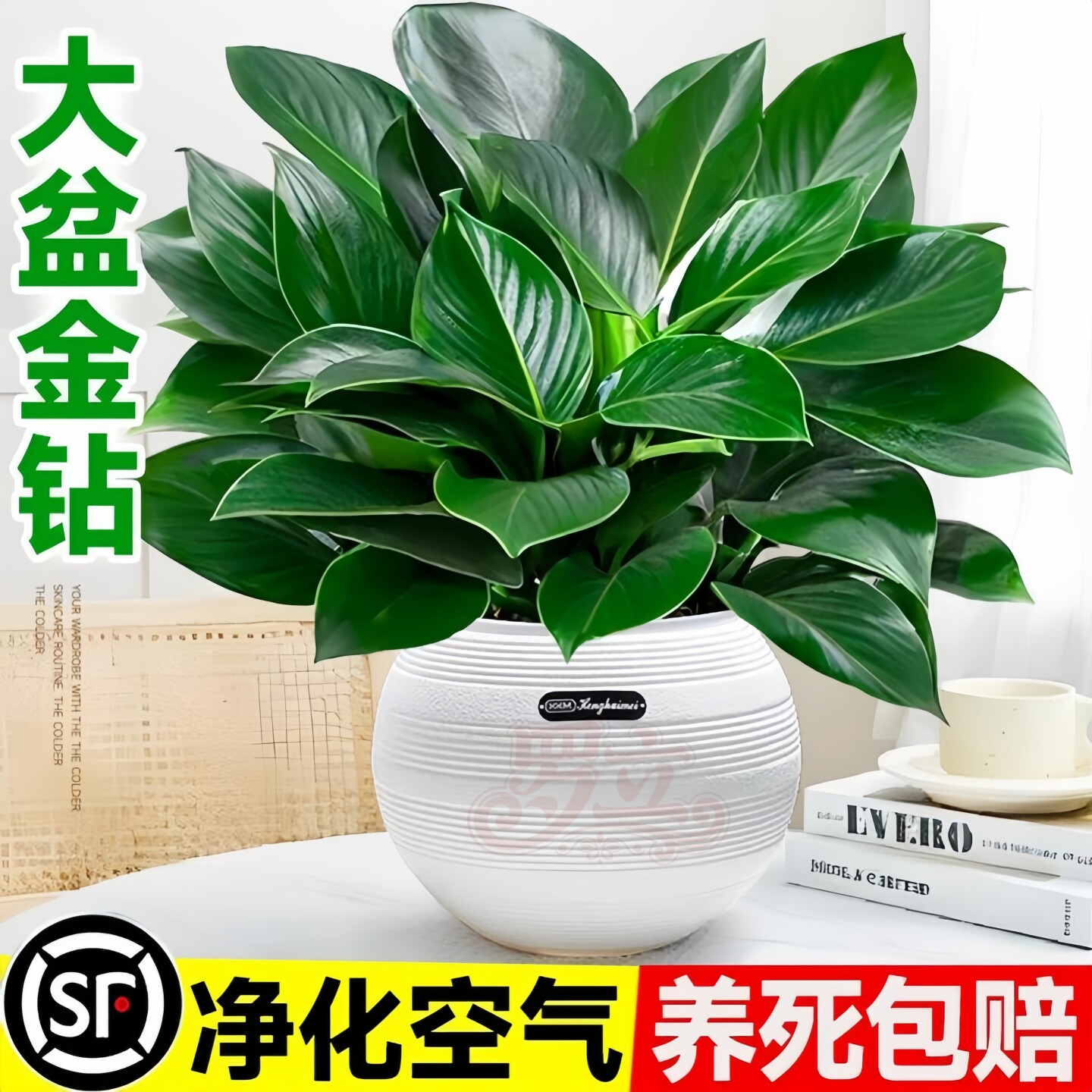 大盆金钻盆栽绿公主水培植物办公室内绿萝箩绿植多肉大叶植物吸醛