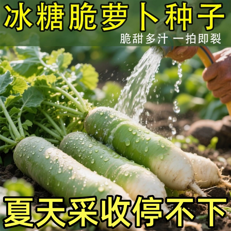 冰糖水果萝卜绿萝卜生吃脆甜农家蔬菜四季高产易播种阳台盆栽沙窝