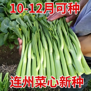 连州菜心种孑广东甜菜心菜籽早熟迟菜薹种子四九菜苔种籽四季蔬菜
