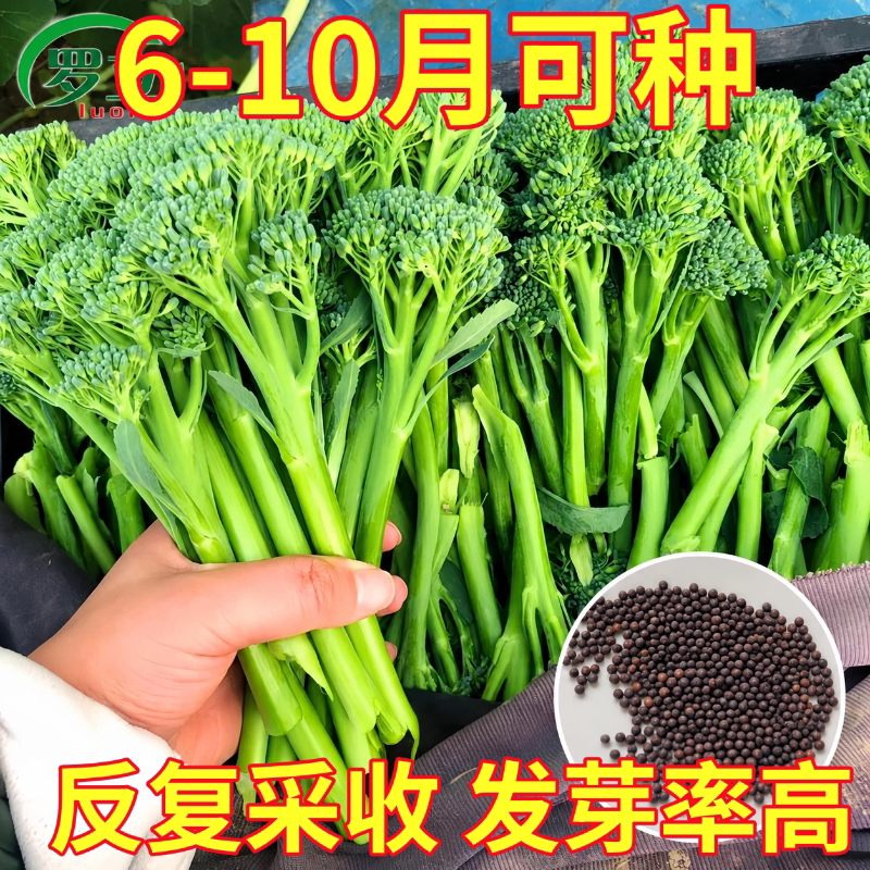 正品西兰苔种子绿西兰苔西洋芥兰田园庭院四季种植耐热蔬菜苔种子