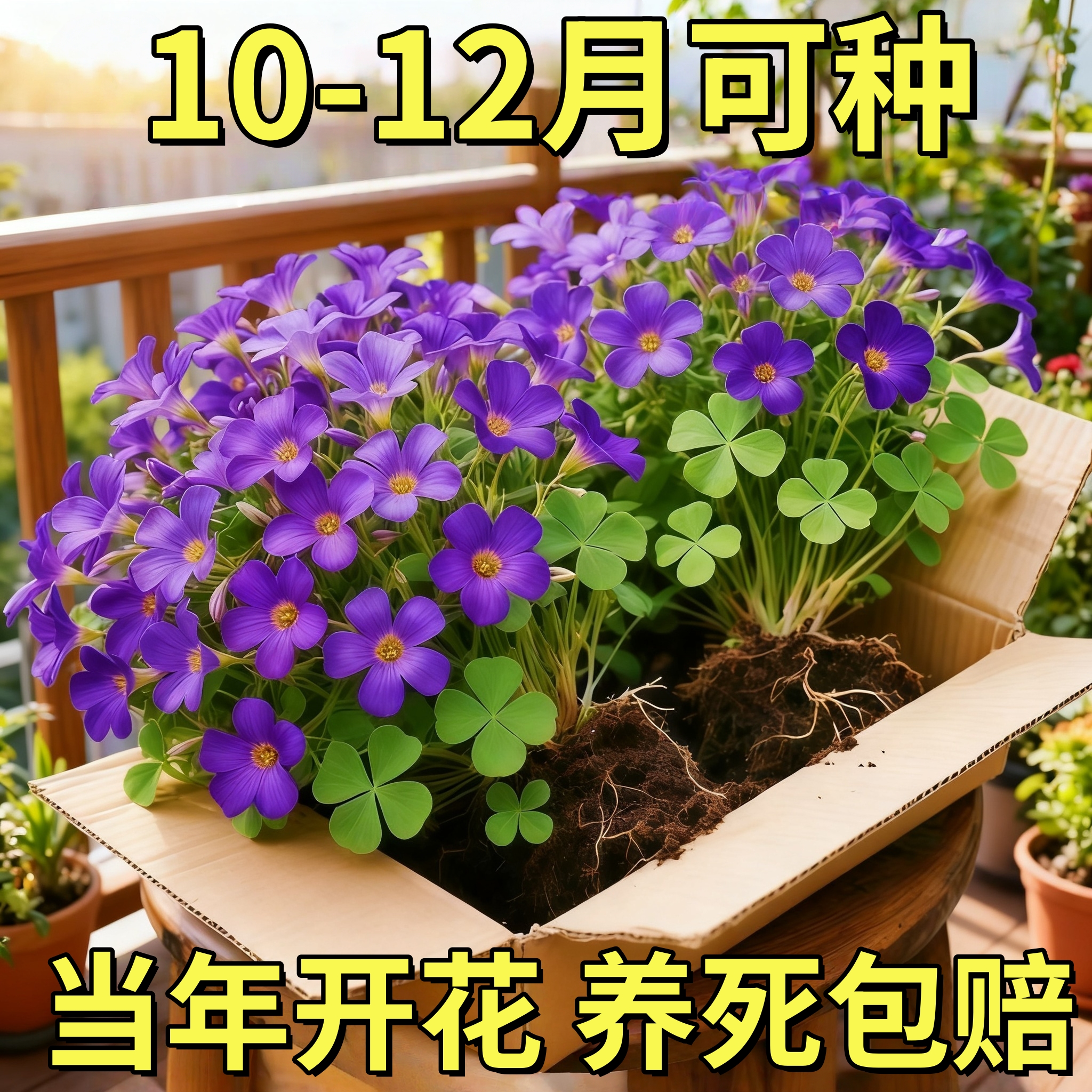 酢浆草紫叶红花多年生早花种球盆栽阳台耐热耐寒多年生花卉植物