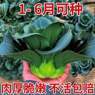 黑叶苏州青种子黑大头苏州青菜种籽四季庭院阳台盆栽蔬菜耐热耐寒