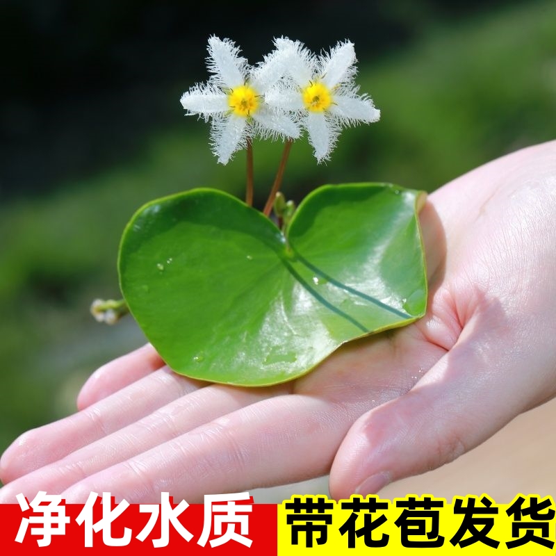 一叶莲水培植物室内鱼缸水草植物碗莲睡莲绿萝四季水生绿植盆栽景