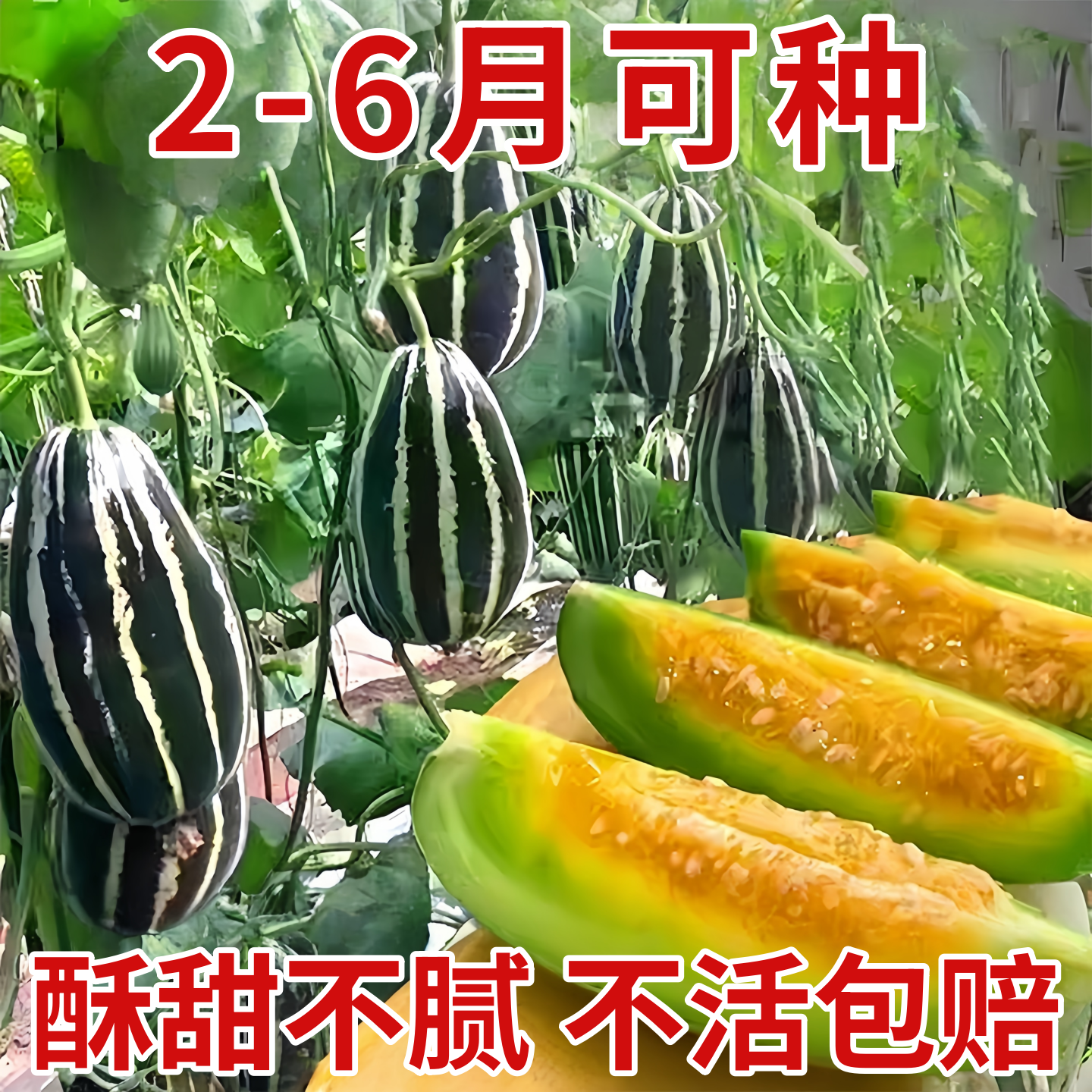冰糖子甜瓜种子博洋甜夏秋花皮香瓜盆栽蔬菜水果种子四季甜瓜种苗