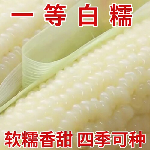白糯玉米粘玉米种籽糯甜糯玉米种子春四季水果玉米播种蔬菜种籽