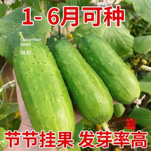 旱黄瓜种子老品种阳台盆栽种植高产玉女水果黄瓜蔬菜四季籽种大全