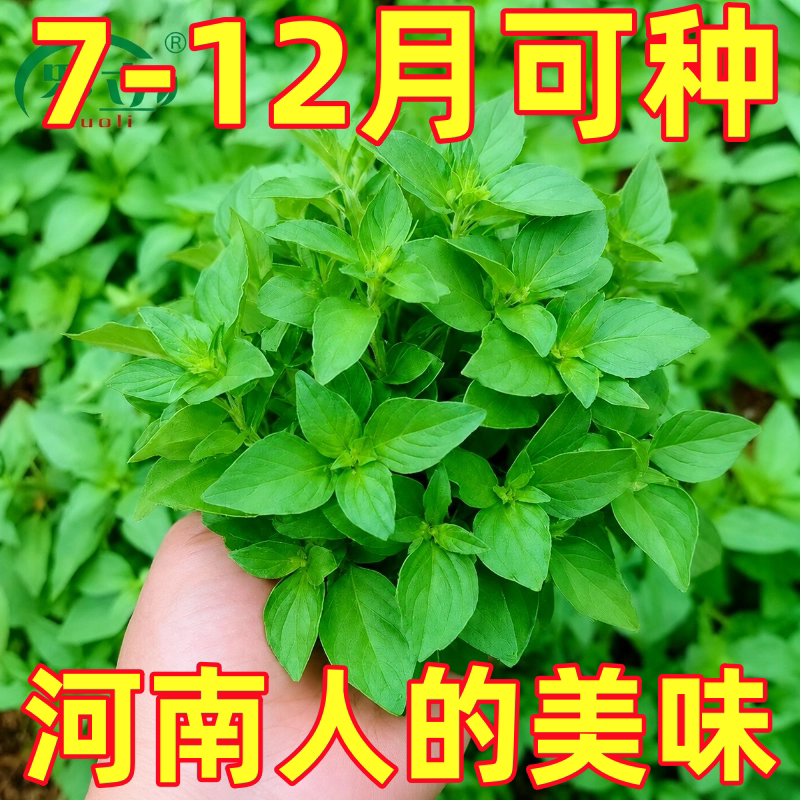 河南大叶荆芥种子苗孑小青菜带土带根盆栽籽种荆棘菜籽荆芥菜种籽