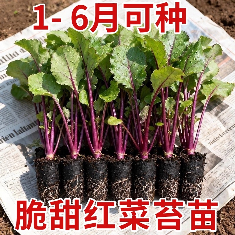 红菜苔苗九月改良高产红菜苔蔬菜苗紫菜薹菜园阳台春秋四季播农家,鲜花速递/花卉仿真/绿植园艺,种苗/半成品盆栽,淘宝优惠券,粉丝福利购,淘宝优惠卷