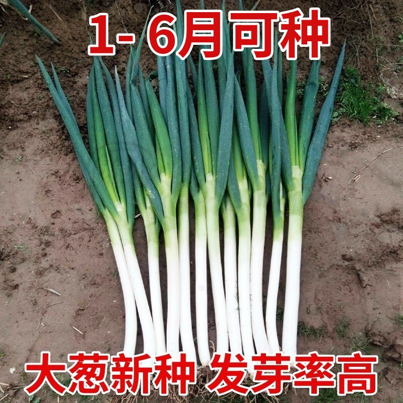 山东寿光寿葱一号大葱种子秋后菜种蔬菜葱种蔬菜种籽孑葱种籽葱种
