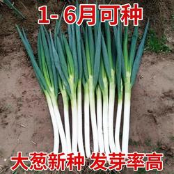 山东寿光寿葱一号大葱种子秋后菜种蔬菜葱种蔬菜种籽孑葱种籽葱种