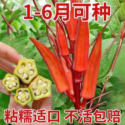 红色秋葵种孑水果黄秋葵籽盆栽农家奶油秋葵种子耐热蔬菜绿秋葵种