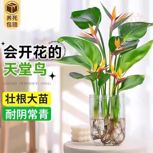水培天堂鸟植物室内好养小型懒人办公室桌面绿植花卉鹤望兰盆栽