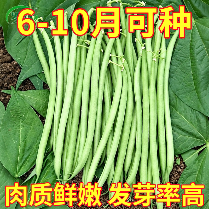 无架豆种子豆角四季豆种籽苗秧豇豆蔬菜孑菜豆地豆老品种扁豆大全