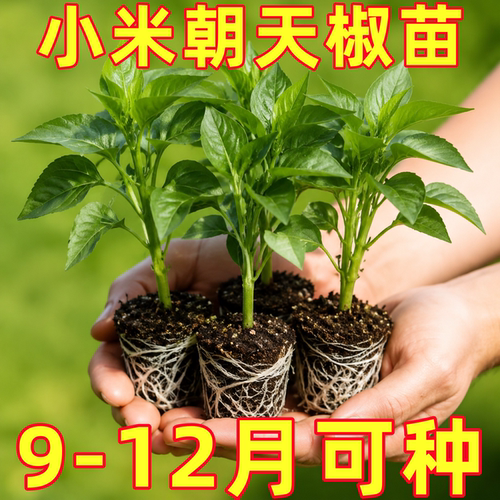 正宗小米椒苗辣椒秧苗四季盆栽朝天椒苗野山椒苗蔬菜苗种子大全