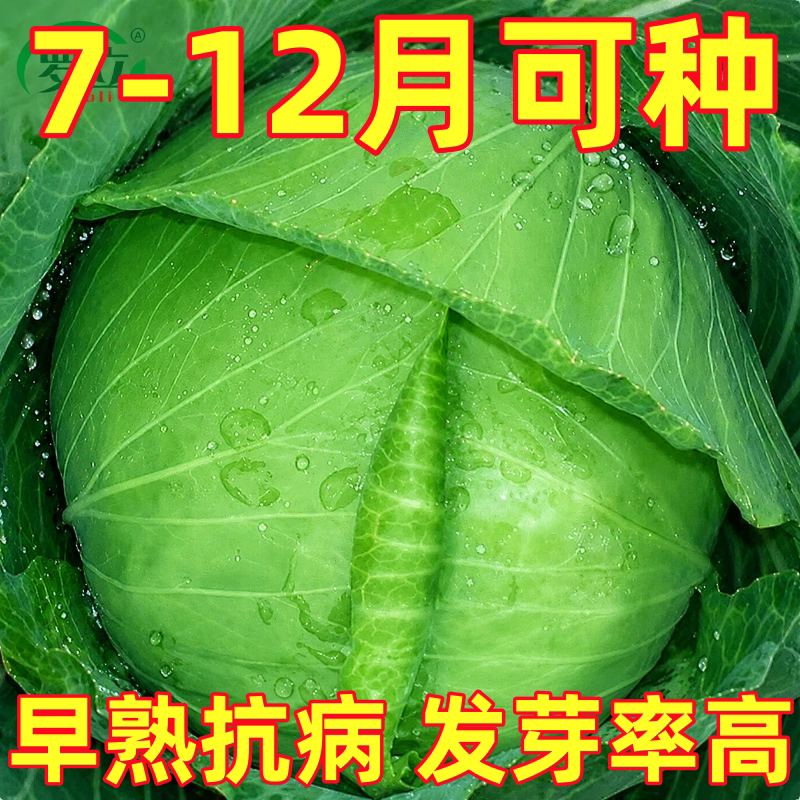 绿甘蓝种子高产四季播种包心卷心包菜籽种植农家庭院田园蔬菜种子