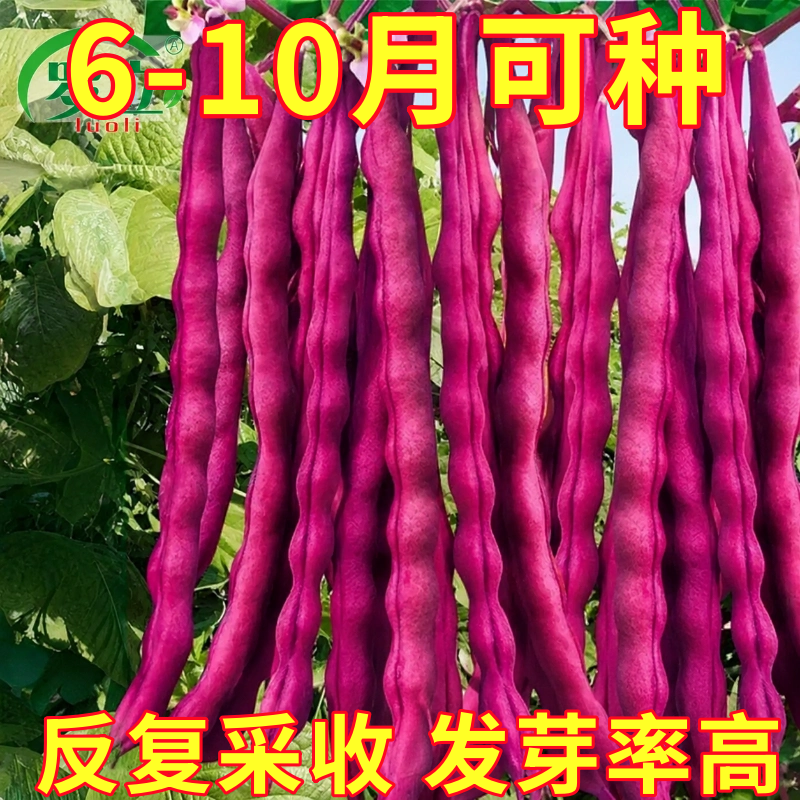八月忙红芸豆种子种籽孑蔬菜秋豆角架豆扁豆四季摘不败白不老早熟