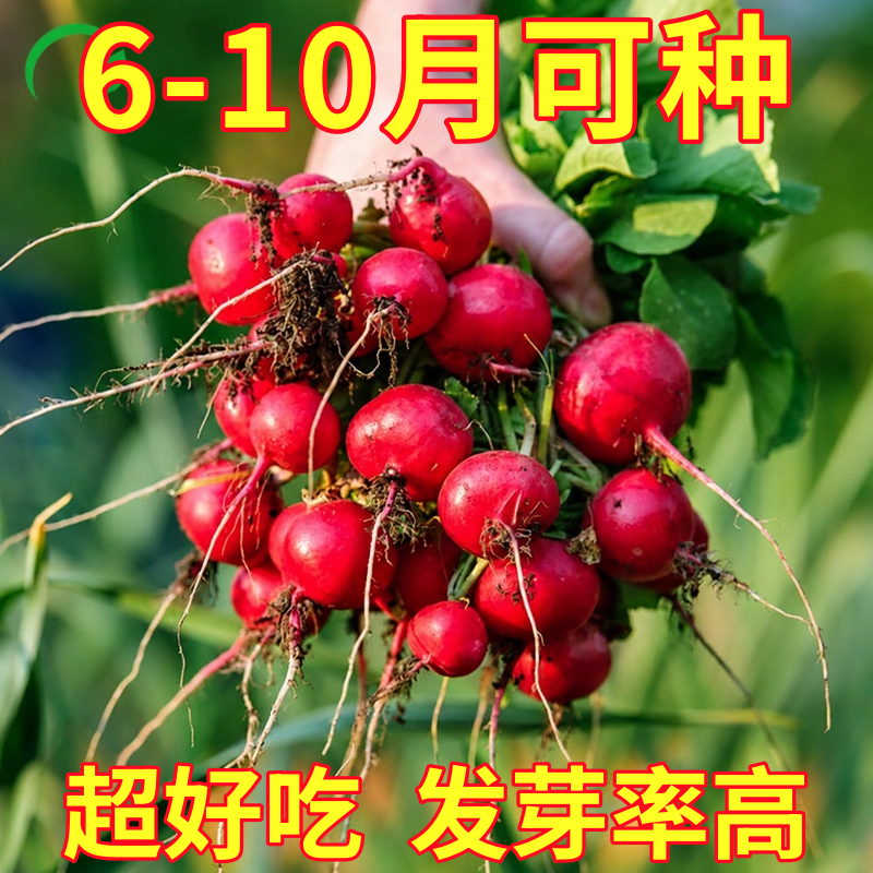 樱桃萝卜种子上海杨花水萝卜种籽阳台盆栽春秋菜园蔬菜种孑四季播