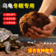 乌龟冬眠专用椰土寄居蟹蜗牛蜘蛛用品爬宠垫料苔藓饲养箱过冬神器