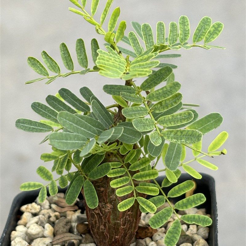 沙漠苏木实f生胖墩潮流块根多肉植物绿植盆栽 苏西的花园